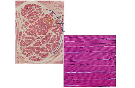 Muscle And Scapular Region Diagram Quizlet