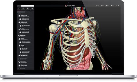 Interactive Human Anatomy Model - Free Printable Worksheet