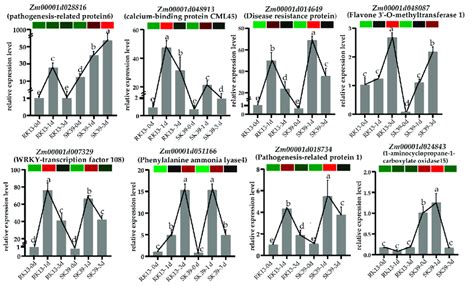 Qrt Pcr Validation Of Degs At Different Time Points Dpi Dpi And