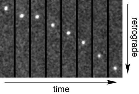 The Herpesvirus Capsid Surface Protein, VP26, and the Majority of the ...