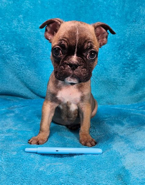 2024 Puppies | Frenchtons By Design