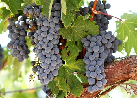 Вина Каберне Совиньон (Cabernet Sauvignon): особенности
