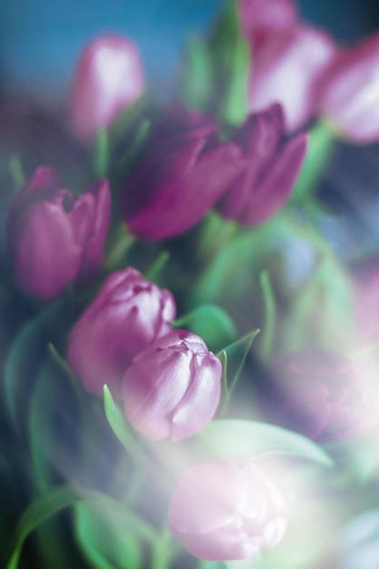 Premium Photo | Purple tulip bouquet