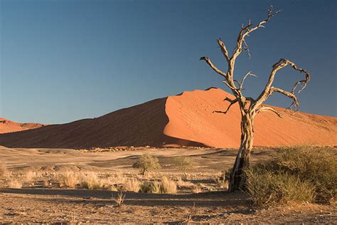 Filethorn Tree Sossusvlei Namib Desert Namibia Luca Galuzzi 2004a Wikipedia