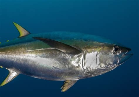 Which tuna has lowest mercury?