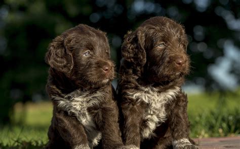 Brown Cocker Spaniel, Puppies, Bokeh, Cocker Spaniel, - Dog - 2560x1600 Wallpaper - teahub.io