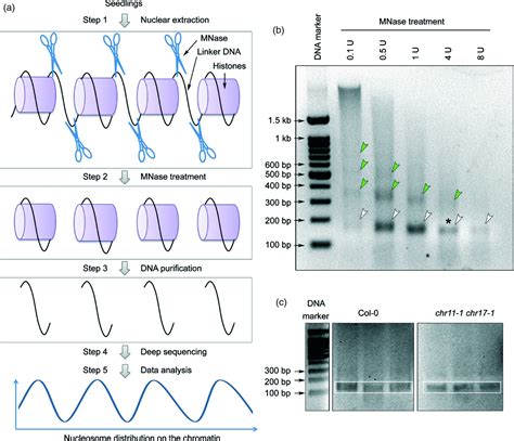 Iswi Proteins Participate In The Genome‐wide Nucleosome Distribution In