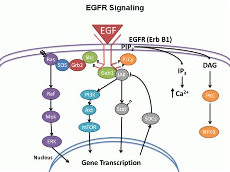 EGFR And Other TyrK Mediated Growth Factor Receptors Pancreapedia