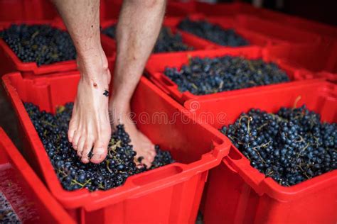 Grape Treading For Wine Traditional For Home Winemaking Stomping