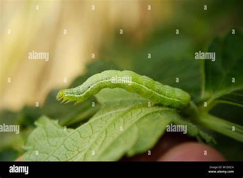 Cabbage White Butterfly Caterpillar Stock Photo - Alamy