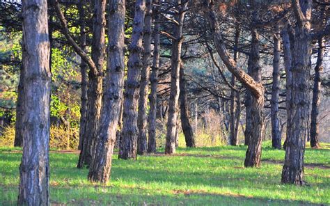 Scenics Nature Tranquil Scene Landscape Forest Beauty In Nature