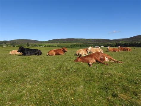 Brora Golf Course Cattle Sandy Sutherland Flickr