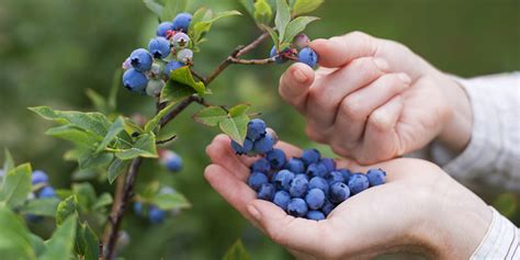 Blueberry Picking Tips And Season Guide Sun Outdoors