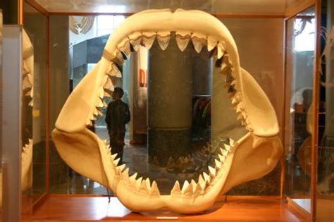 Image for Megalodon Shark Teeth | State Symbols USA