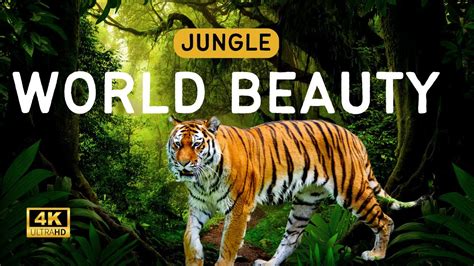 World Beauty Wild Encounters Exploring The Animal Kingdom Youtube