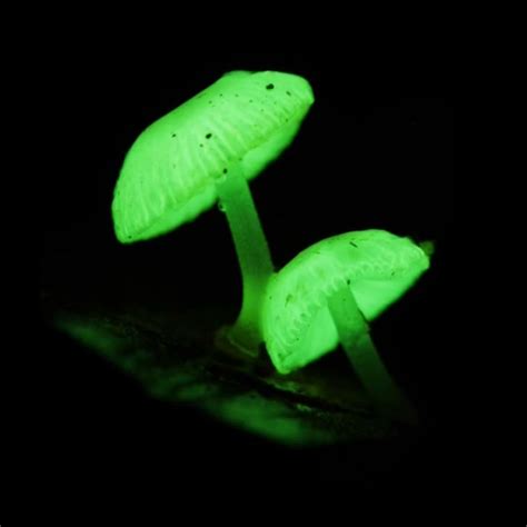 Биолюминесцентный гриб: masterok — LiveJournal