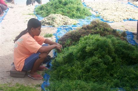 SEAWEED INDONESIA: Seaweed Farming in Indonesia: Nusa Lembongan