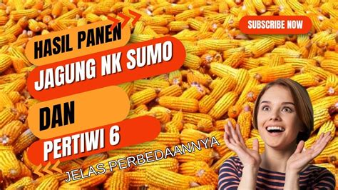 Perbandingan Hasil Panen Jagung Pertiwi Pertiwi Youtube