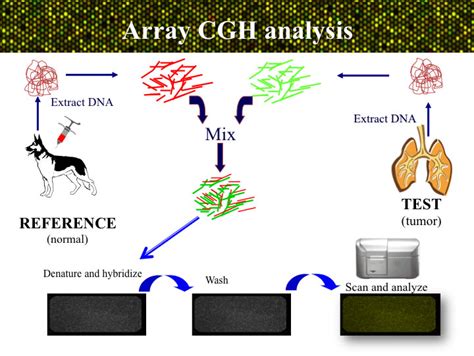 Canine Array Comparative Genomic Hybridization Acgh Breenlabncsu