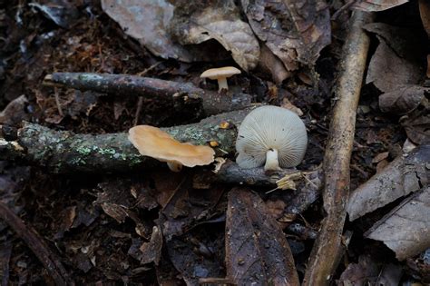 Lentinula Earle Colombian Fungi Made Accessible