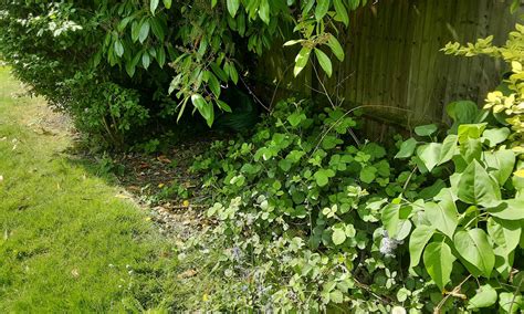 Excavation removes knotweed from homeowners property - Japanese
