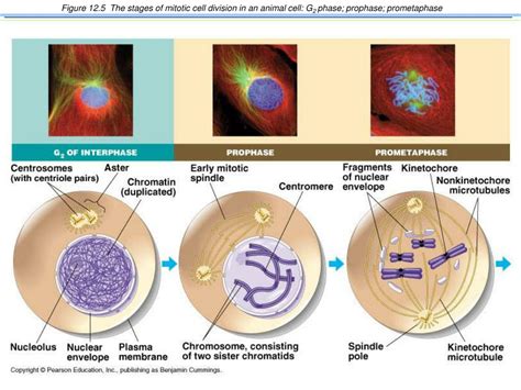 Ppt Mitosis Powerpoint Presentation Free Download Id630663