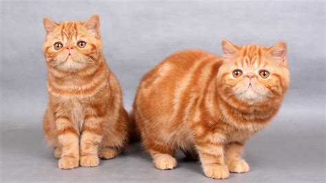 15 Orange Cat Breeds You Need To Know About