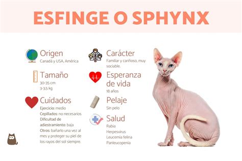 El Embrion Las Razas De Gatos Mas Exoticas Y Caras El Embrion