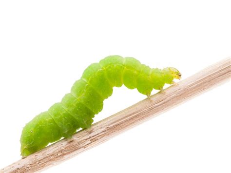 Fruitworm Control Tips For Controlling Green Worms On Fruit