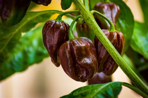 Habanero Pepper Scoville Ratings: Starting From The Hottest