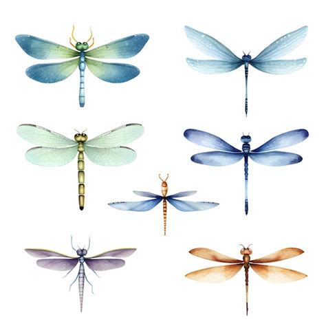 Premium Vector Watercolor Insect Dragonfly Illustration Set