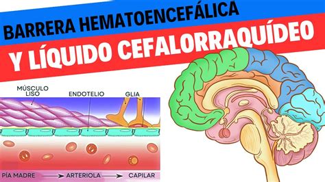 Barrera hematoencefálica y líquido cefalorraquídeo Neurociencias 19