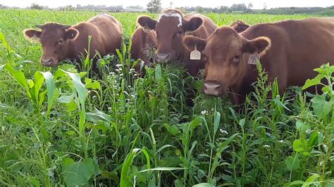 Cover Crop Grazing YouTube