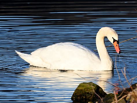 H Ckerschwan Cygnus Olor H Ckerschwan Cygnus Olor C Flickr