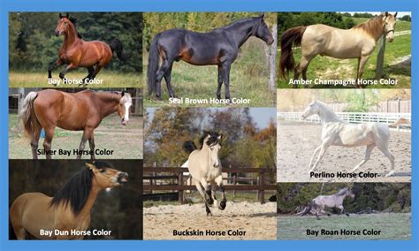 Horse Colors: Demystifying Horse Coats and their Genetics