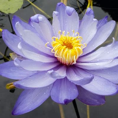 Nymphaea Gigantea Ninfea Tropicale Gigante Acquista Online Su