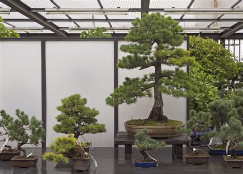 How Much Is A Bonsai Tree A Quick Price Guide Foliage Friend Learn