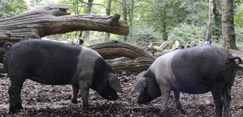 Latest RBST Watchlist highlights rare pig breeds in decline - Pig World