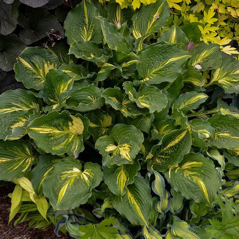 Rainbow's End Hosta | Plant Addicts