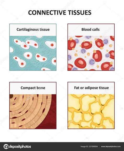 Connective Tissue Types