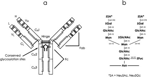 A Schematic Representation Of Igg Showing The Domain Structure Download Scientific Diagram