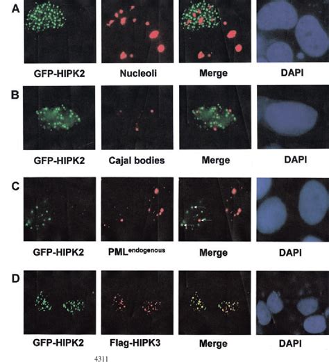 Figure 1 From Pml Is Required For Homeodomain Interacting Protein