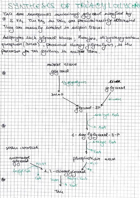 Synthesis of Triacylglycerol - ' I • / h è- 1. J - I I I ####### I I I ...