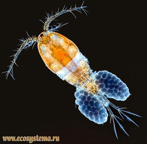 Циклопы - семейство Cyclopidae