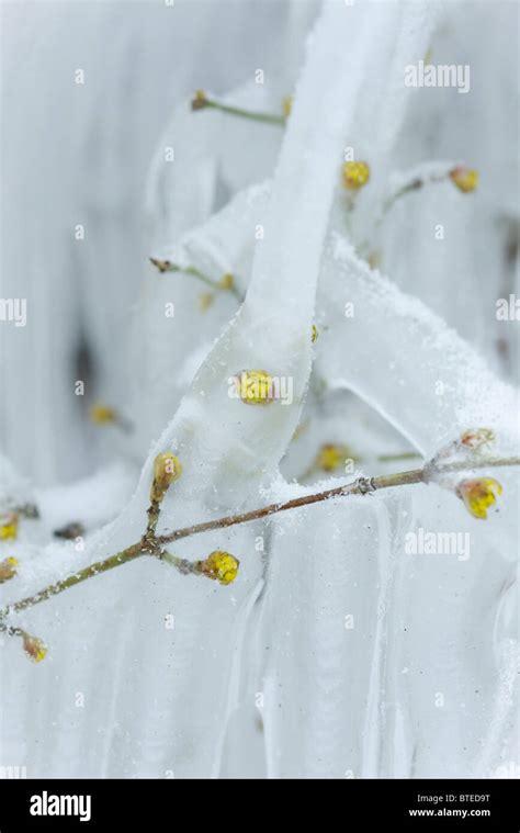 Plant Covered In Ice Stock Photo Alamy