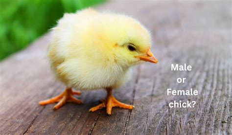 How To Sex Chicks 6 Effective Methods Poultryabc