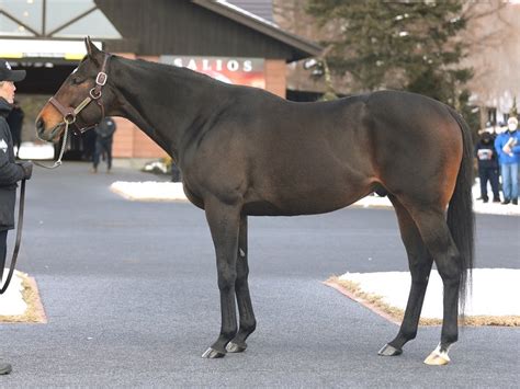 今年デビュー新種牡馬2024年活躍予想印 ぐりぐり君の個人馬主ブログ