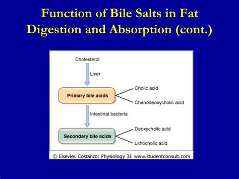 Ppt Secretion Of Bile By The Liver Functions Of The Biliary Tree