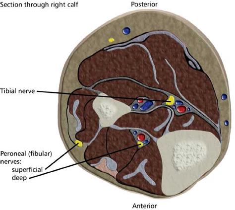 RCSI - Drawing Cross-section of the leg - English labels | AnatomyTOOL