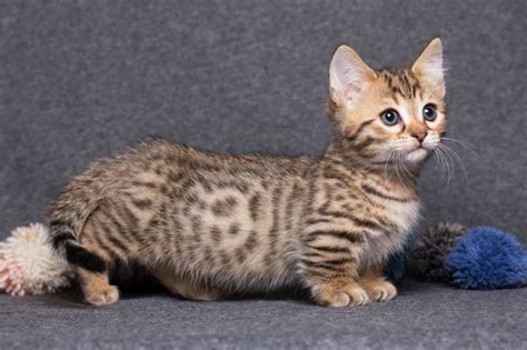 Munchkin Cats: Everything You Need to Know About the Breed ...